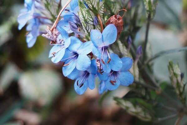 可愛花，爵床科